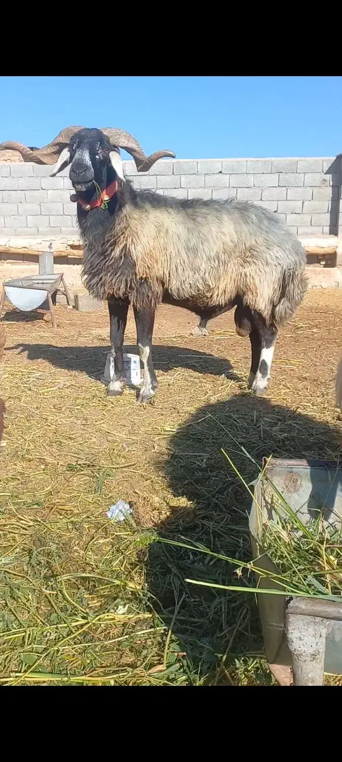 بز قوچ میش|حیوانات مزرعه|شاهین‌شهر, برخوار غرب|دیوار