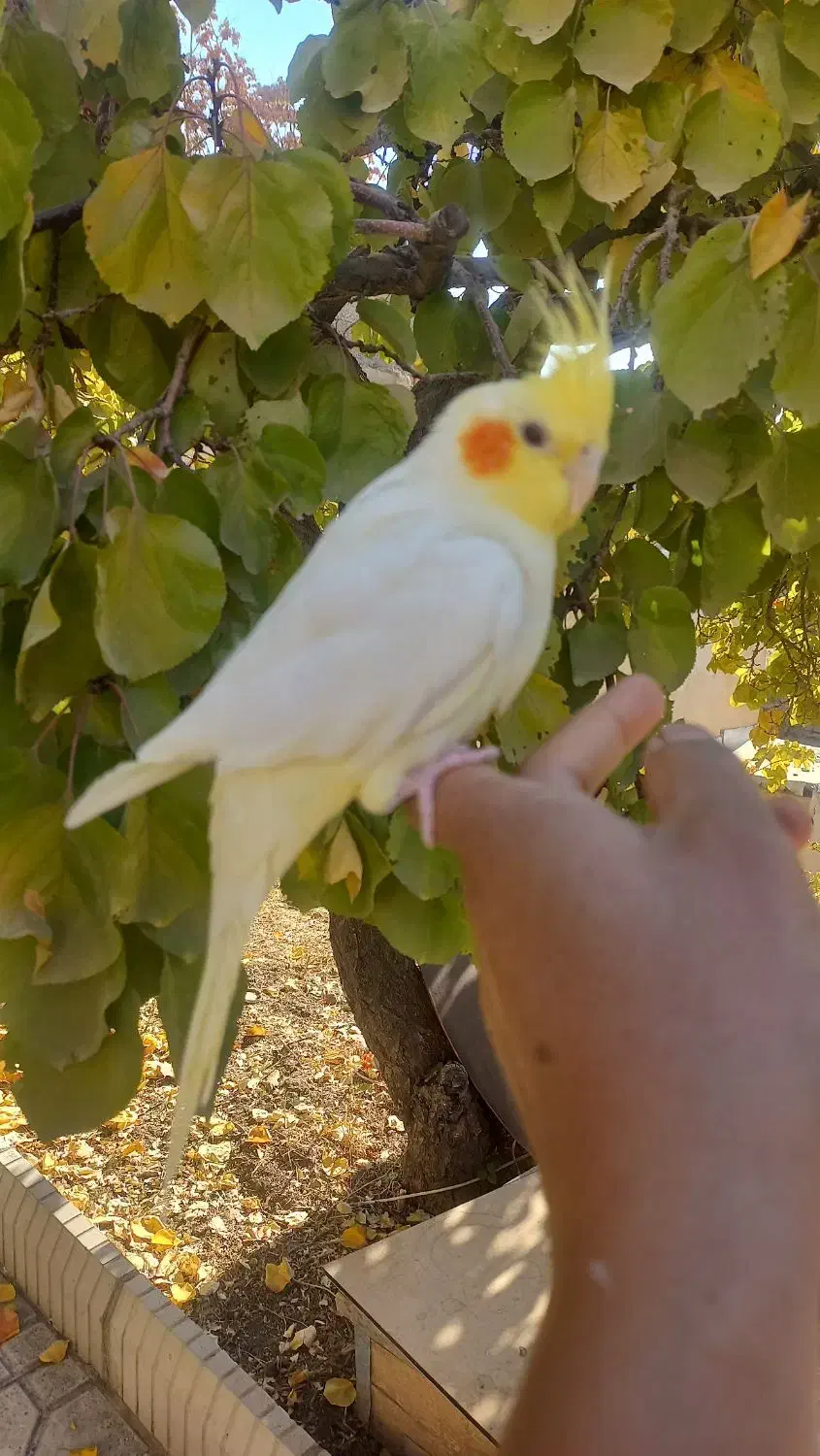 عروس هلندی مولد ،جوجه سرلاکی و دونخور|پرنده|هشتگرد, خور|دیوار