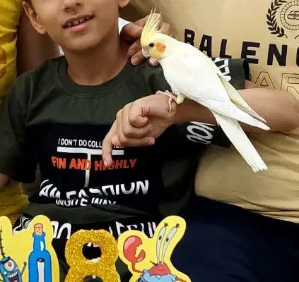 عروس هلندی گمشده ماده در شهریار ۴تیرماه|حیوانات|شهریار, شهریار|دیوار