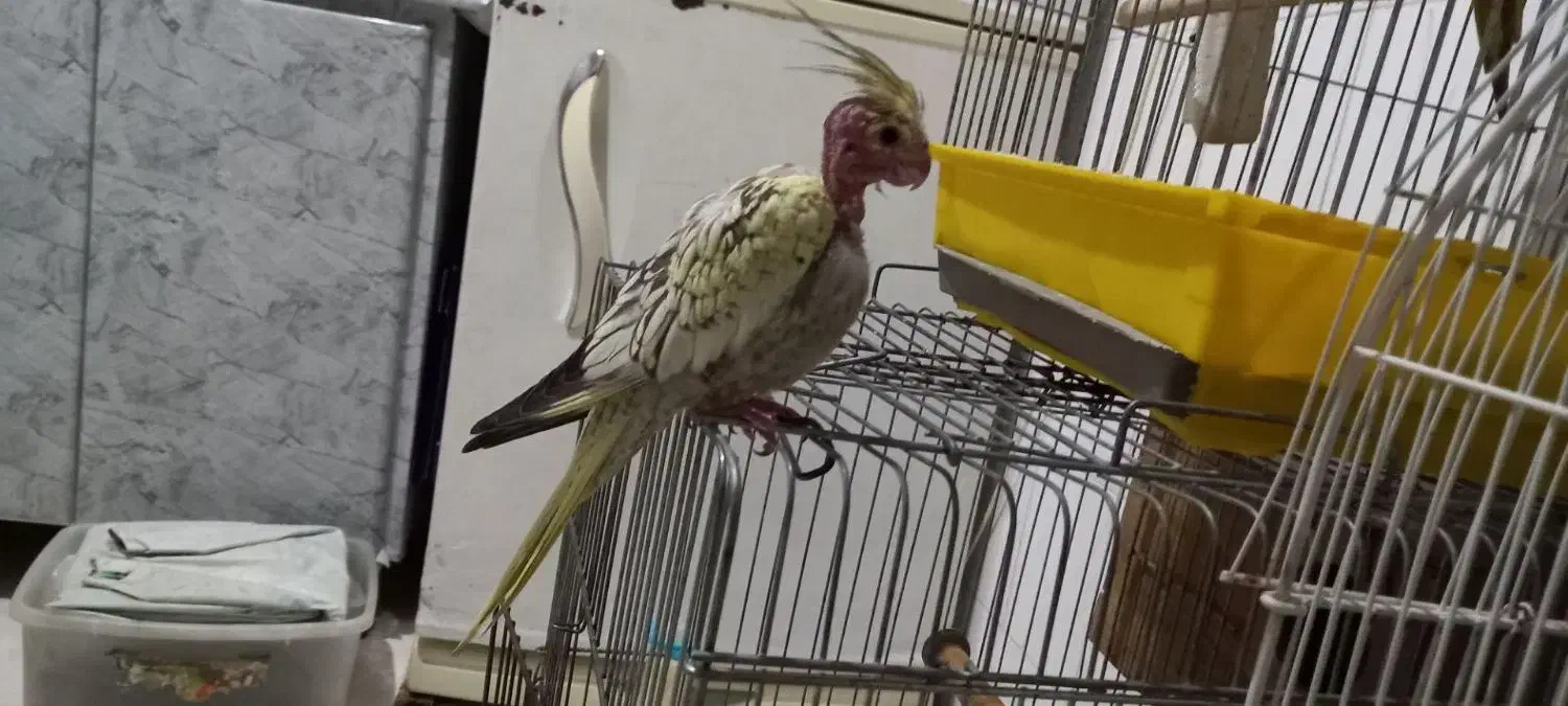 عروس هلندی|پرنده|قدس, شهرقدس|دیوار