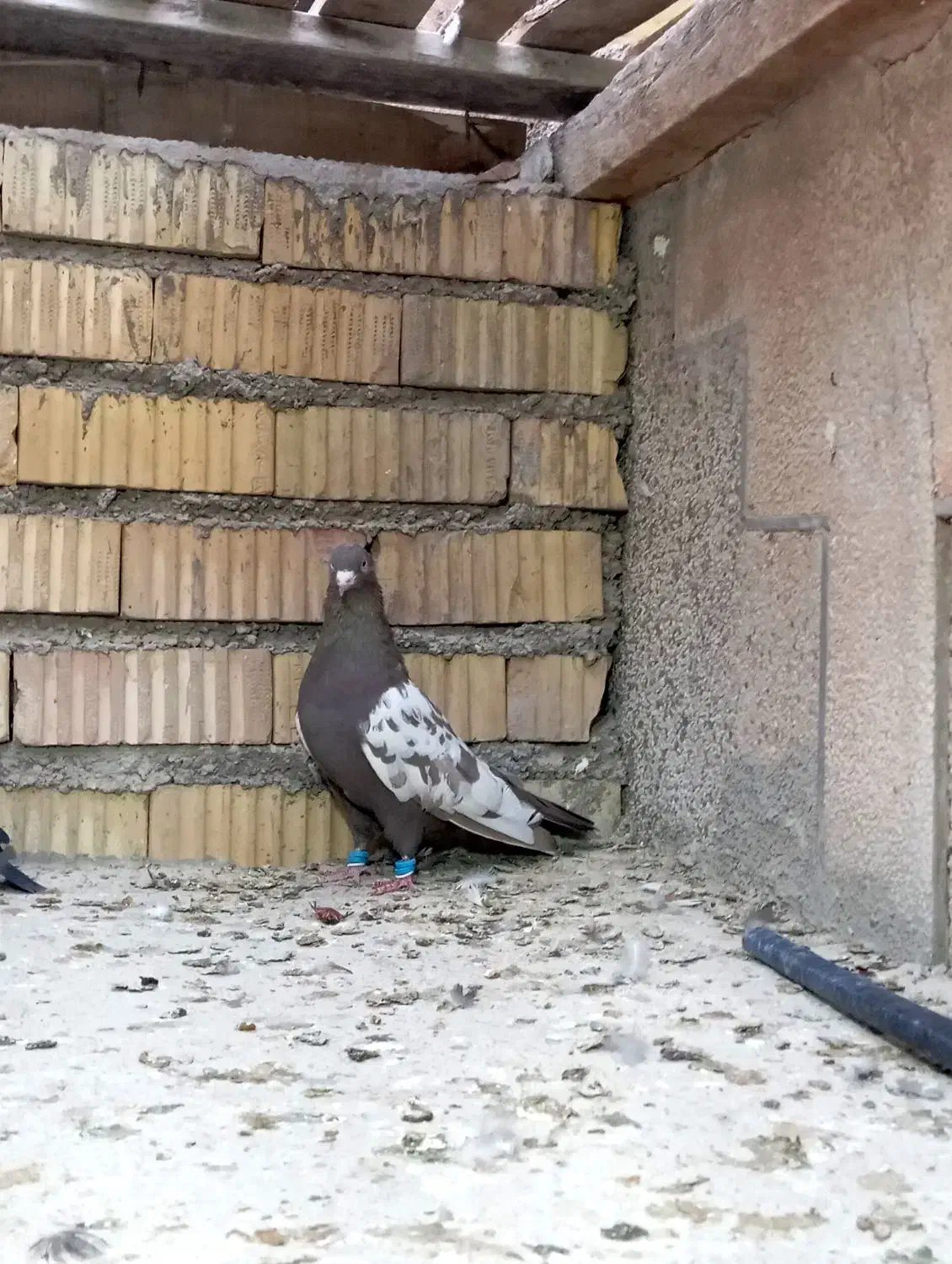 جفت سینه قهوه‌ای هوایی به شرط تخم و جوجه|پرنده|شیراز, محراب|دیوار