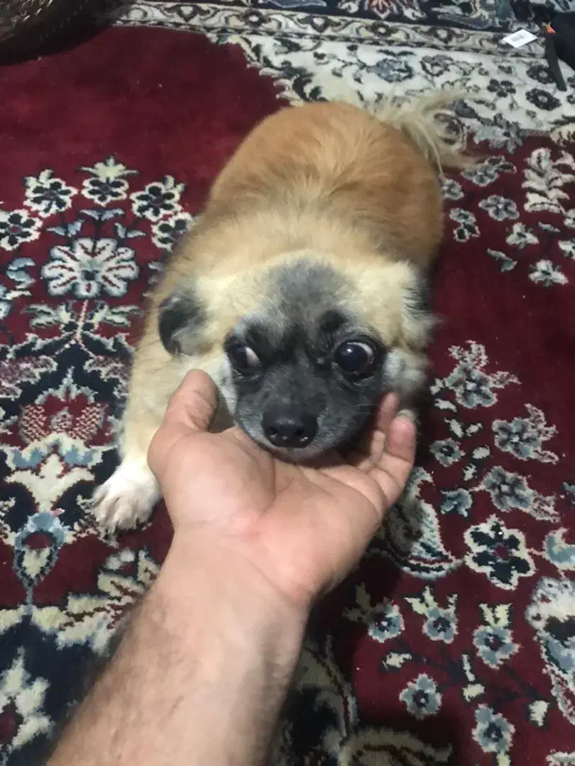 گم شده|حیوانات|بندر دیر, |دیوار