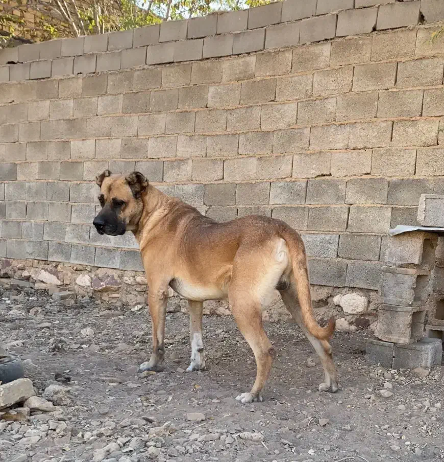 سگ سرابی|سگ|مهدی شهر, |دیوار