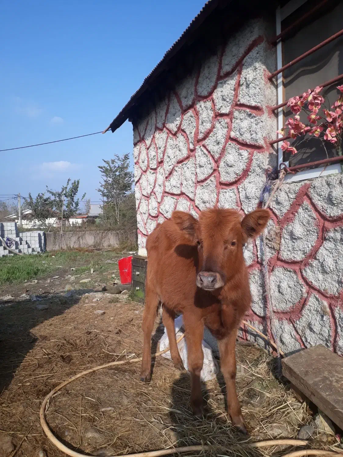 لیشه چالوسی ۷ماهه    گاو ورزا|حیوانات مزرعه|رشت, شهرک صبا|دیوار