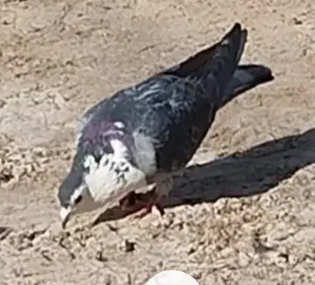 نرریش مگس|پرنده|نیمروز, |دیوار