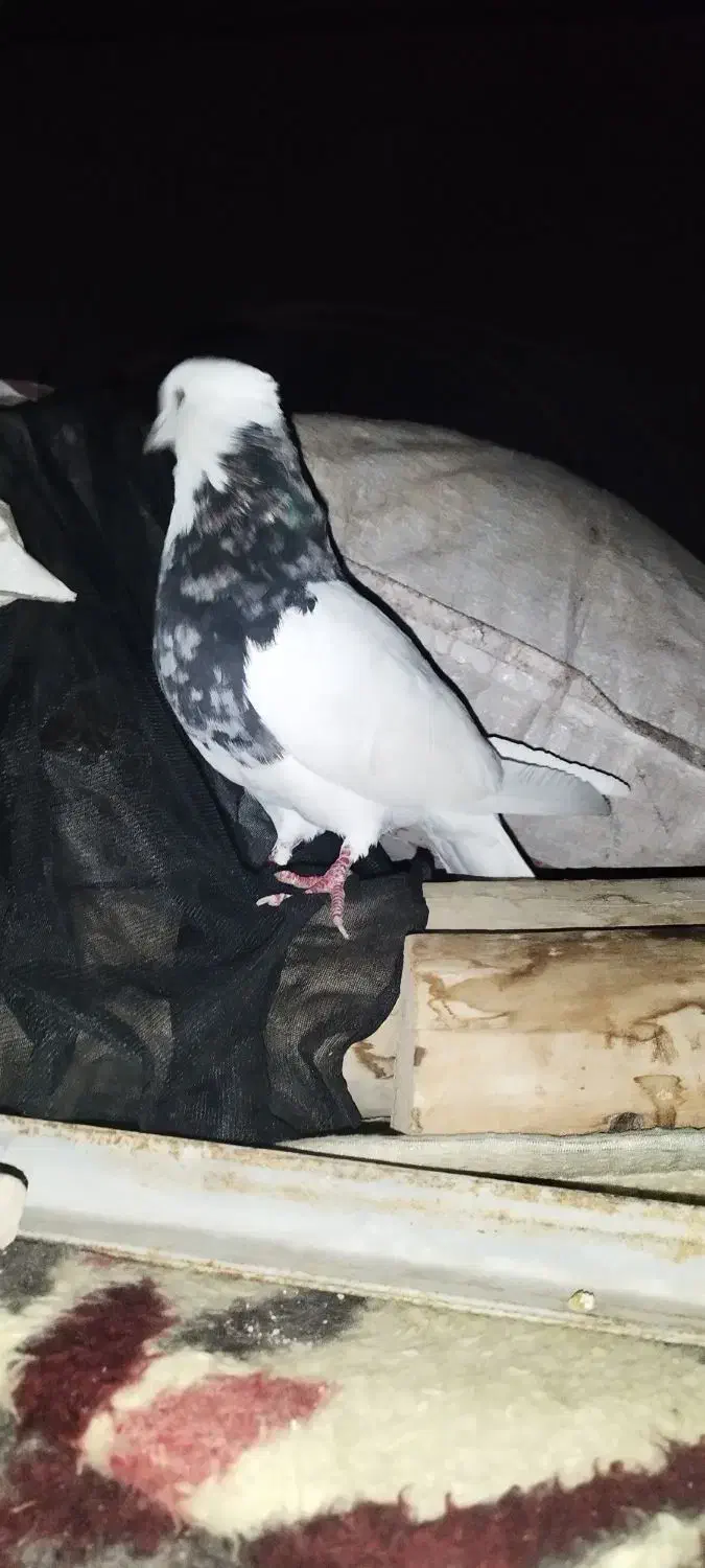 طوقی|پرنده|لردگان, |دیوار