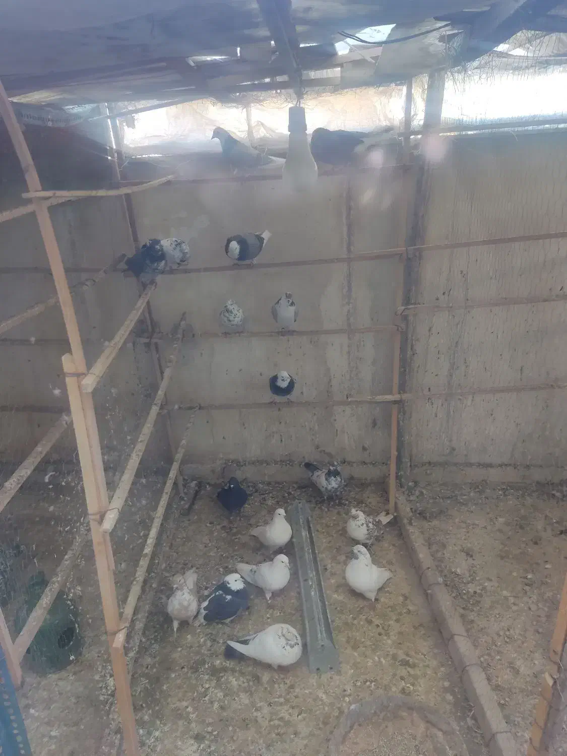 حیوان عشق بازی|پرنده|خمینی‌شهر, |دیوار