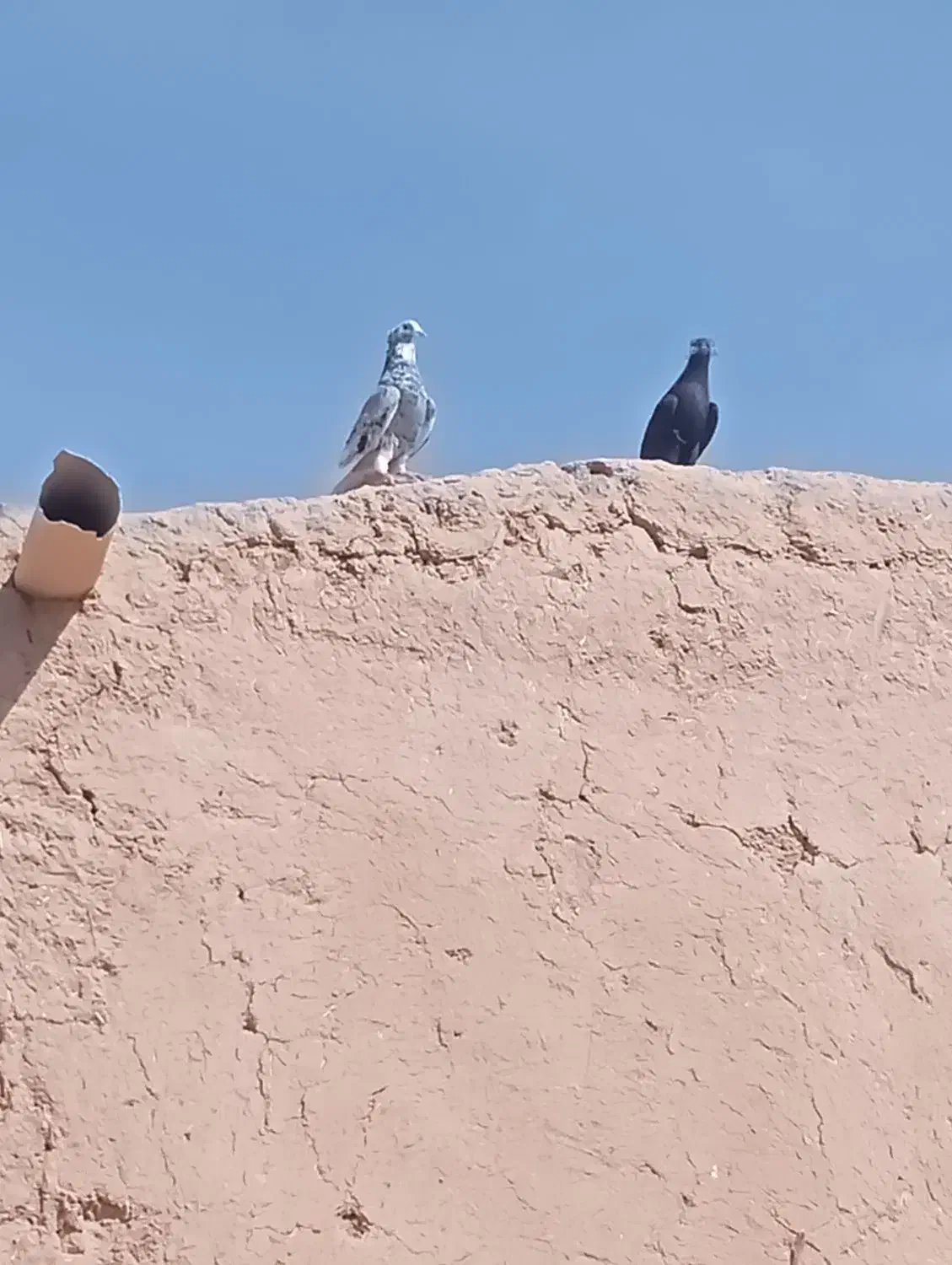 کفتر|پرنده|جوین, |دیوار