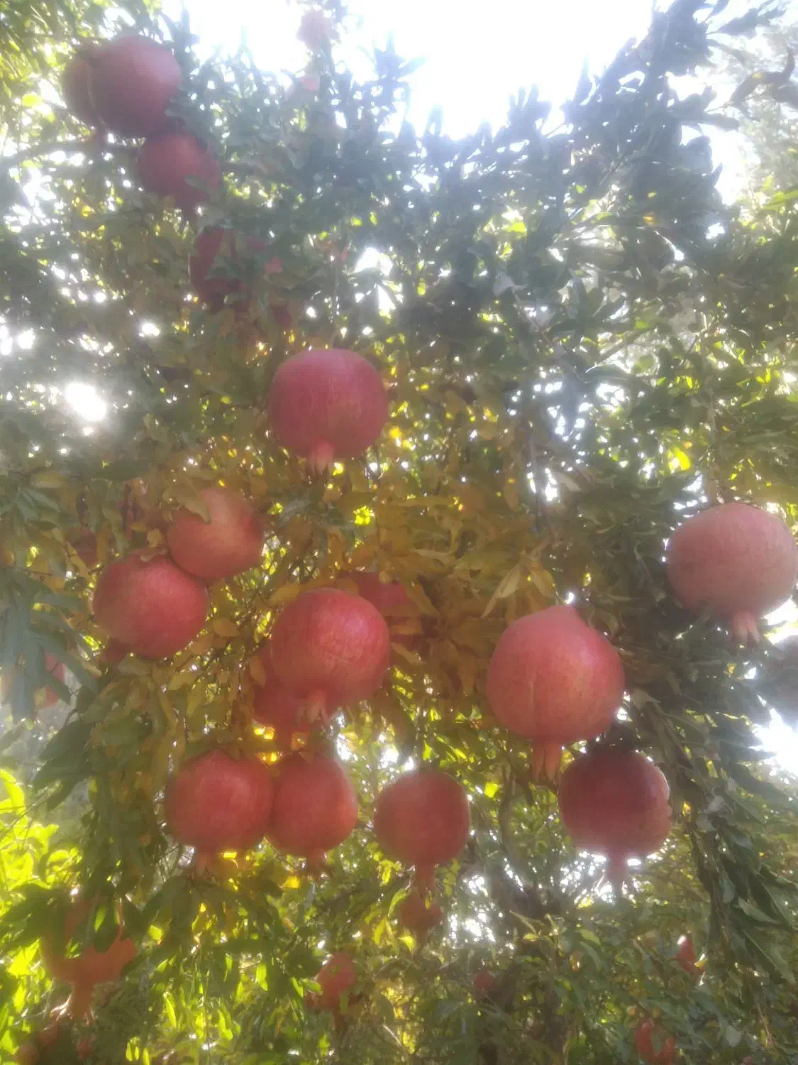 انار کوهدشت.کونانی..|خوردنی و آشامیدنی|کوهنانی, |دیوار