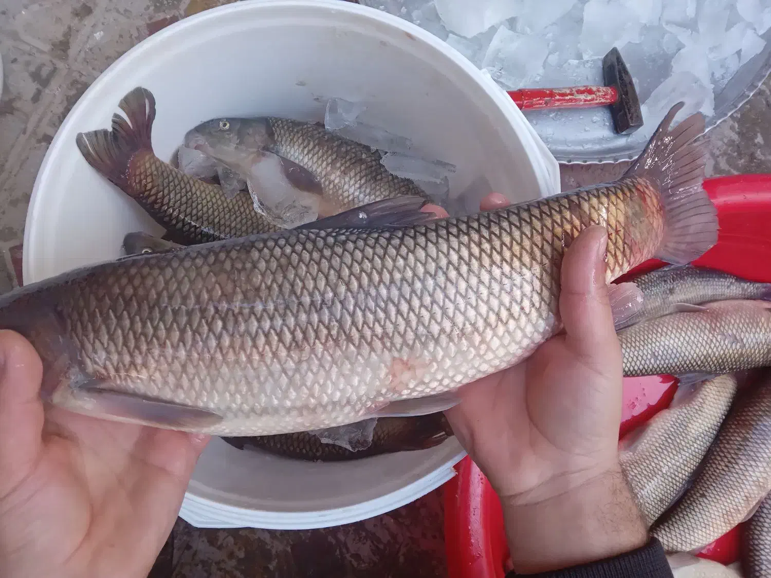 ماهی تازه سید روز شیلات ارس|خوردنی و آشامیدنی|اهر, |دیوار