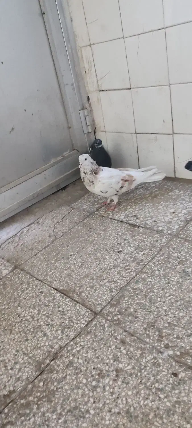 کفتر پرشی|پرنده|قم, نیروگاه|دیوار