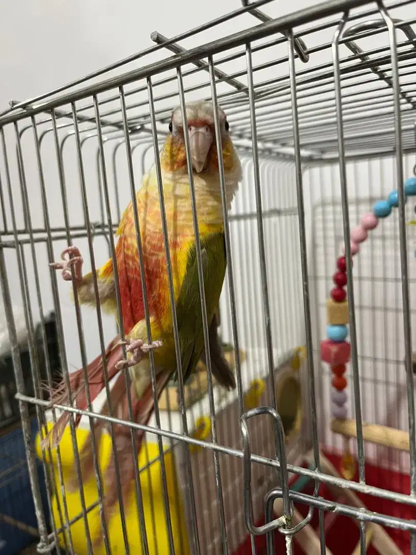 طوطی گرینچیک|پرنده|زنجان, |دیوار