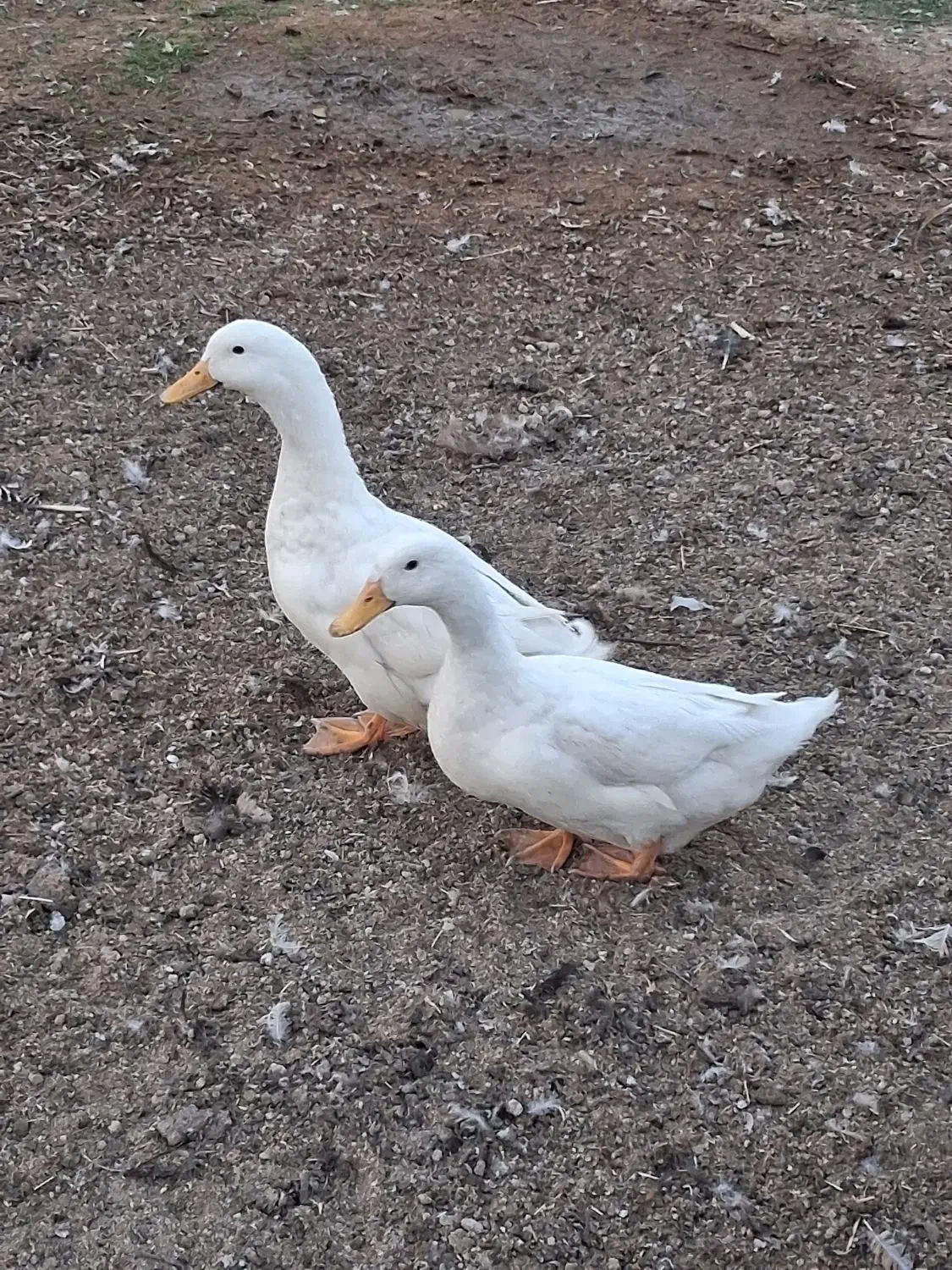 یک‌جفت‌اردک‌سفید‌جوان|حیوانات مزرعه|خمینی‌شهر, |دیوار