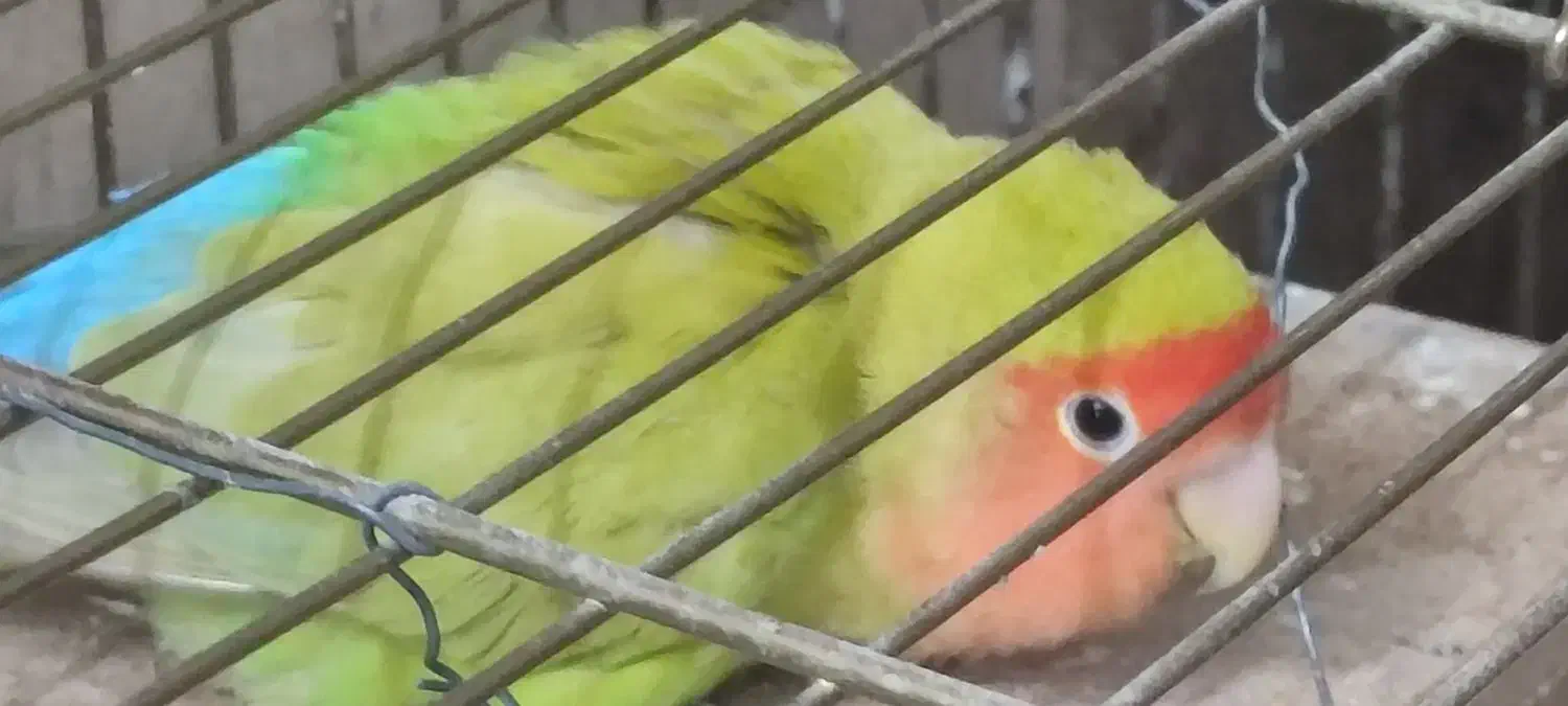 یه جفت طوطی برزیلی|پرنده|ری, شهرری|دیوار