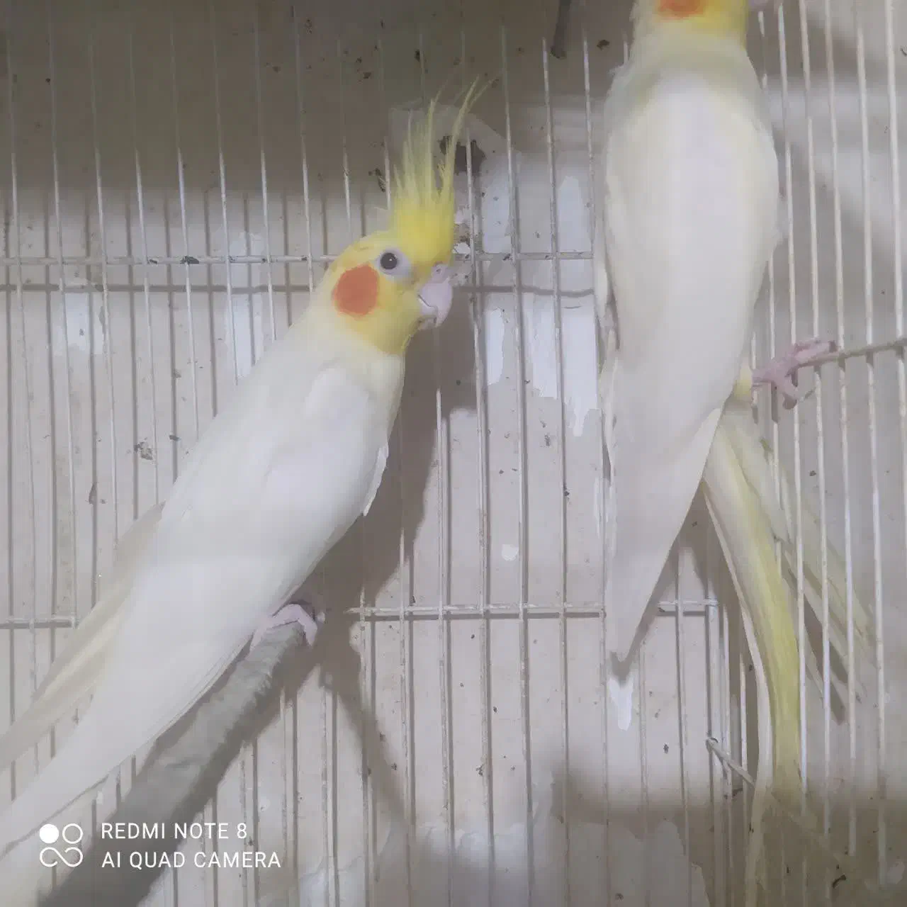 عروس هلندی|پرنده|گرگان, |دیوار