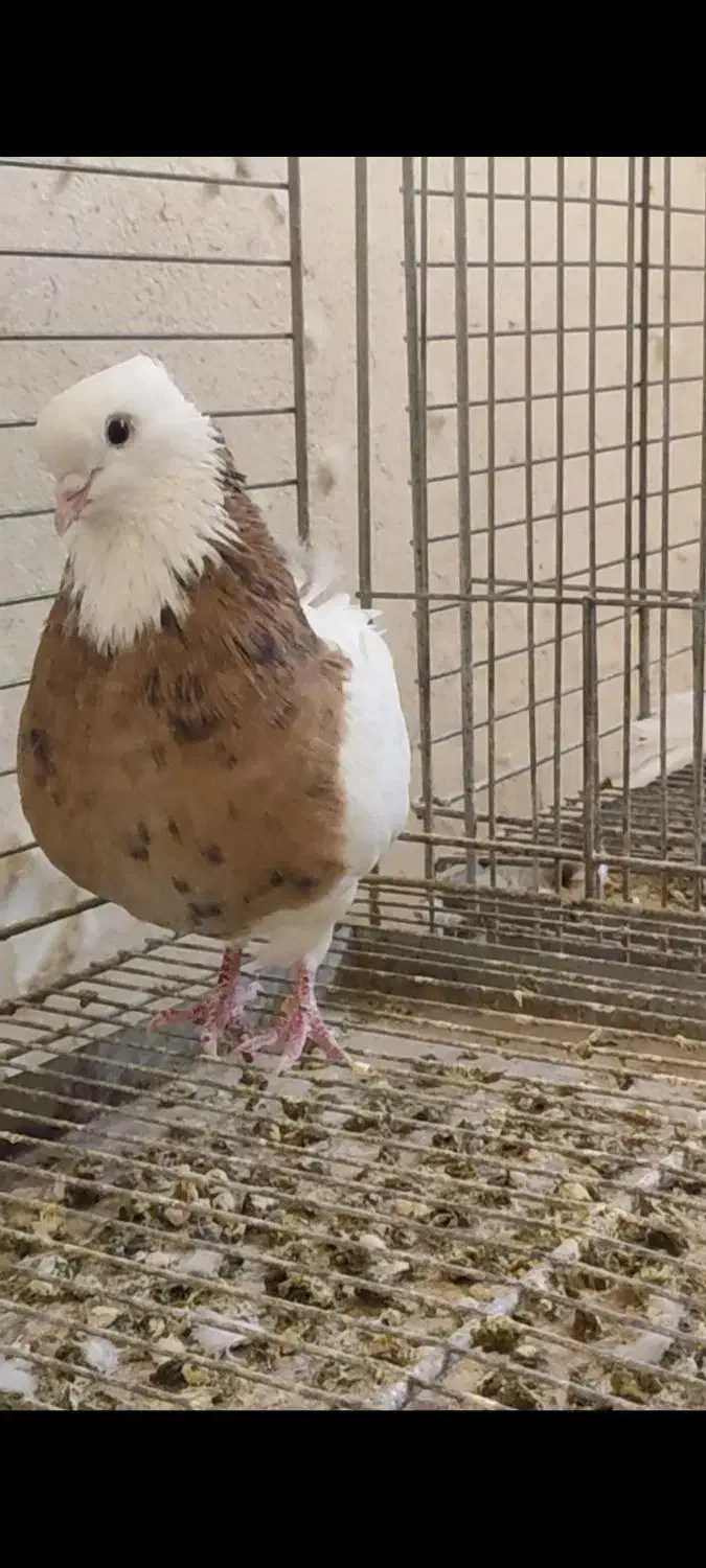 طوقی کرمانشاهی زرد خال سیاه|پرنده|اردکان, |دیوار