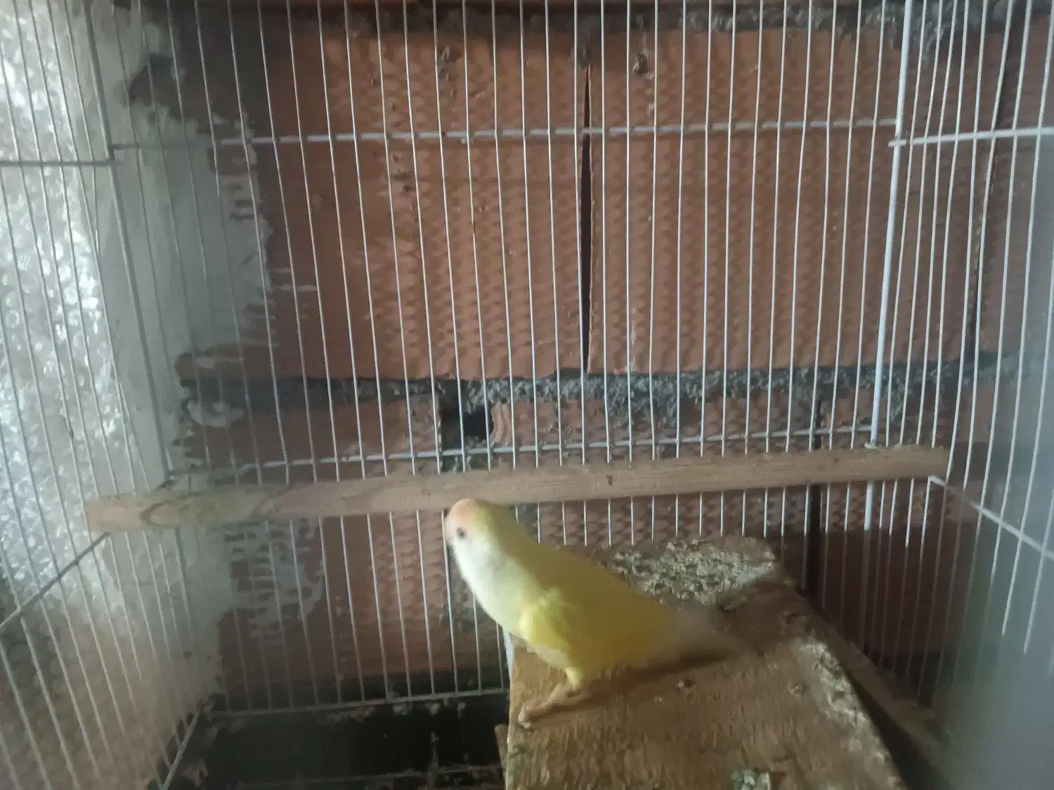 طوطی برزیلی ماده|پرنده|نکا, |دیوار