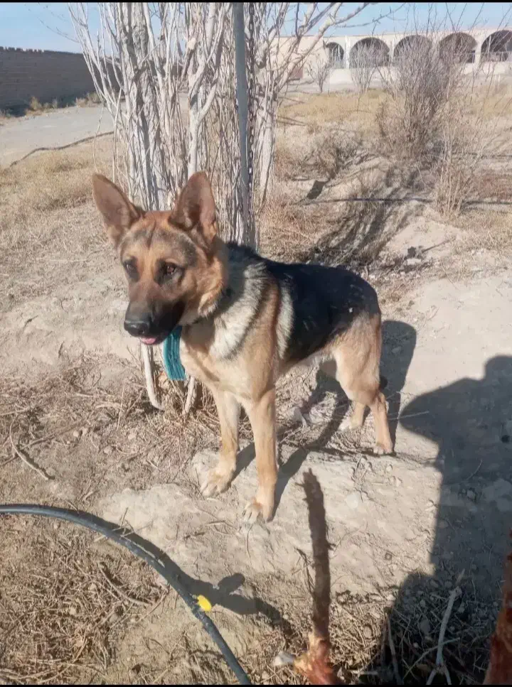 واگذاری سگ گرگی نگهبان|سگ|ملایر, |دیوار