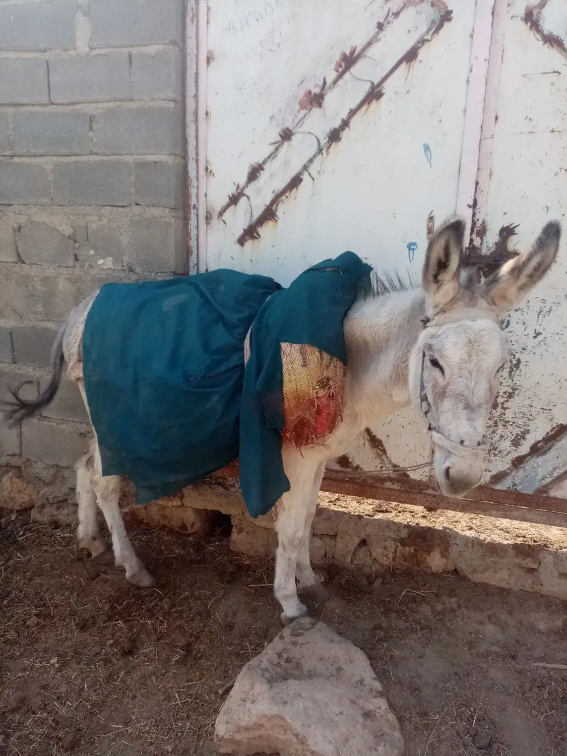 فروش الاغ گوسفندی سن تقریبعلا 6 سال|حیوانات مزرعه|شیروان (خراسان), |دیوار