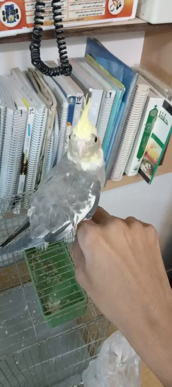 عروس هلندی|پرنده|اردکان, |دیوار