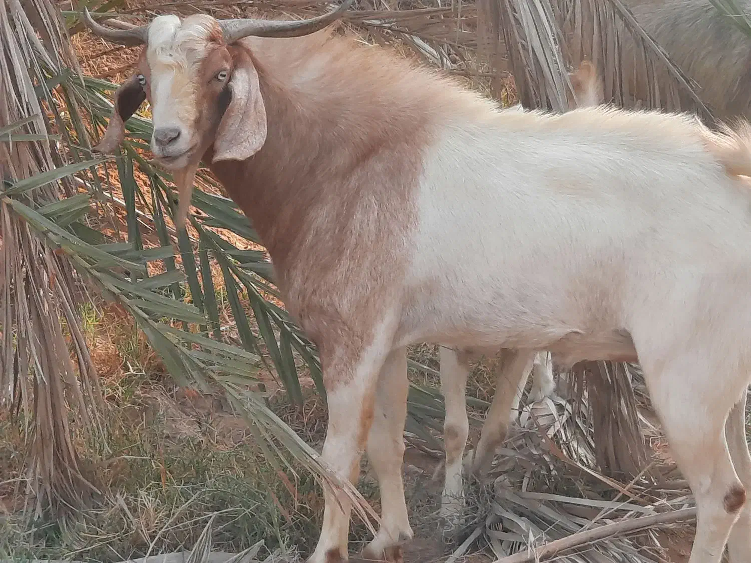 کهره چاق|حیوانات مزرعه|سعدآباد, |دیوار