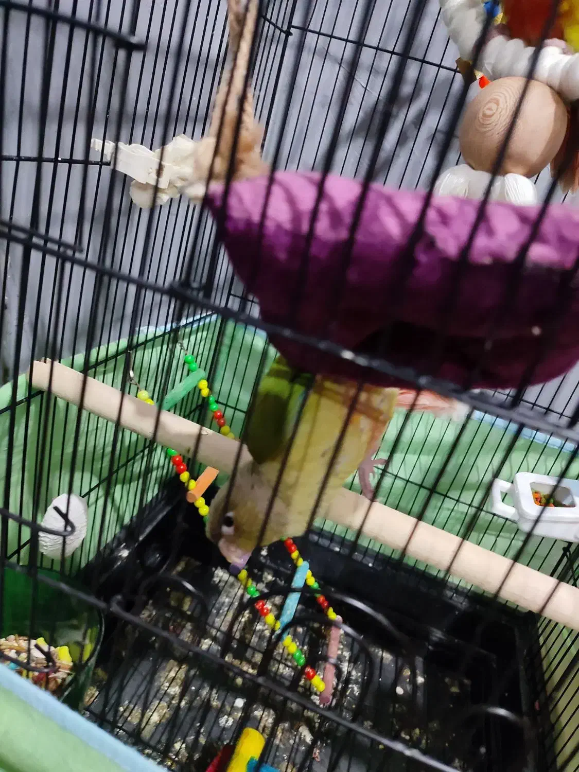 دو جوجه گرینچیک و عروس هلندی نر|پرنده|قرچک, زیبا شهر|دیوار