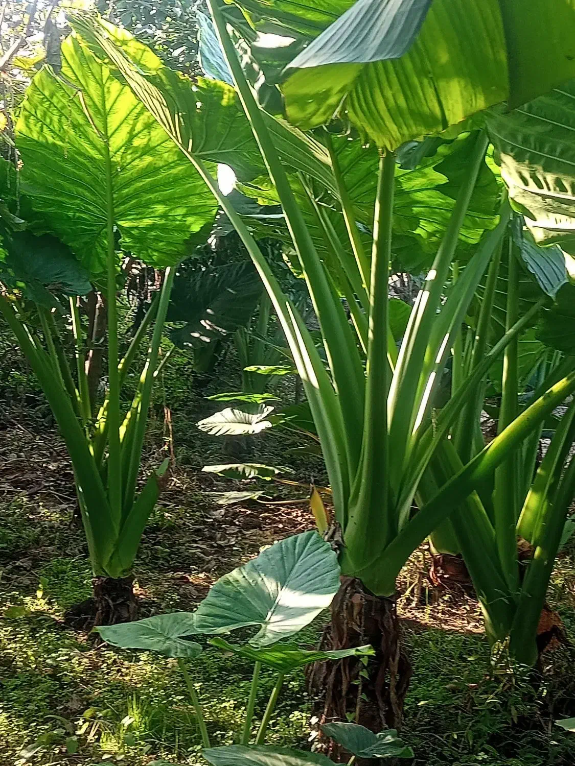 گل بابا ادم حراج بخاطر ساخت ساز|گل و گیاه طبیعی|سنگر, |دیوار