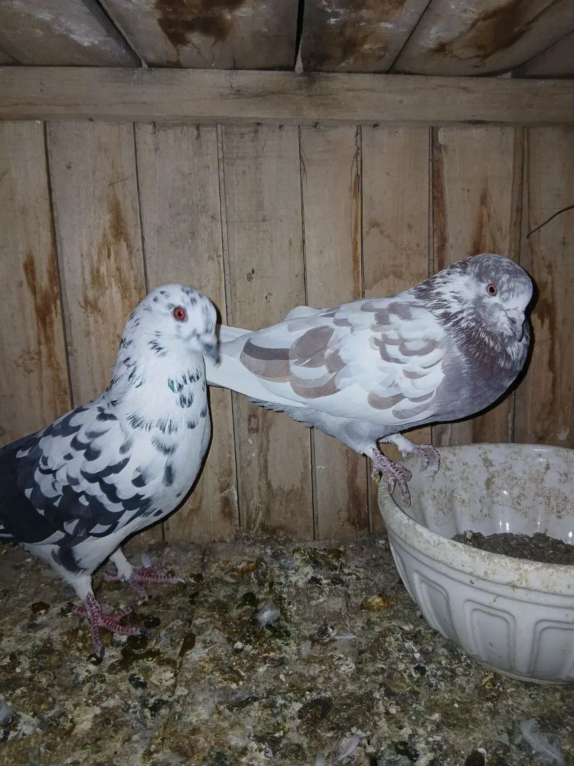 کفتر،کبوتر،پرنده|پرنده|قم, نخودی|دیوار