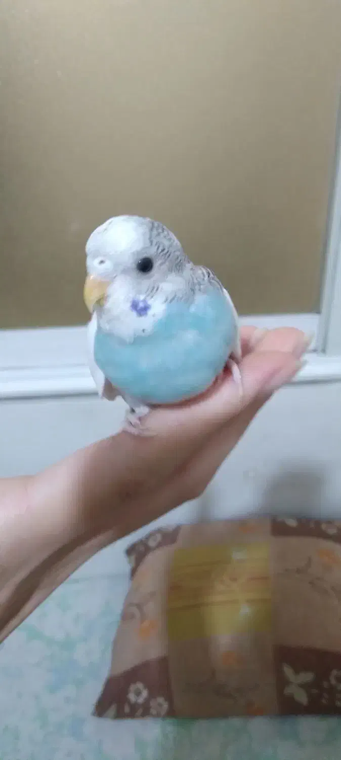 مرغ عشق انگلیسی با قفس|پرنده|تهران, نارمک|دیوار