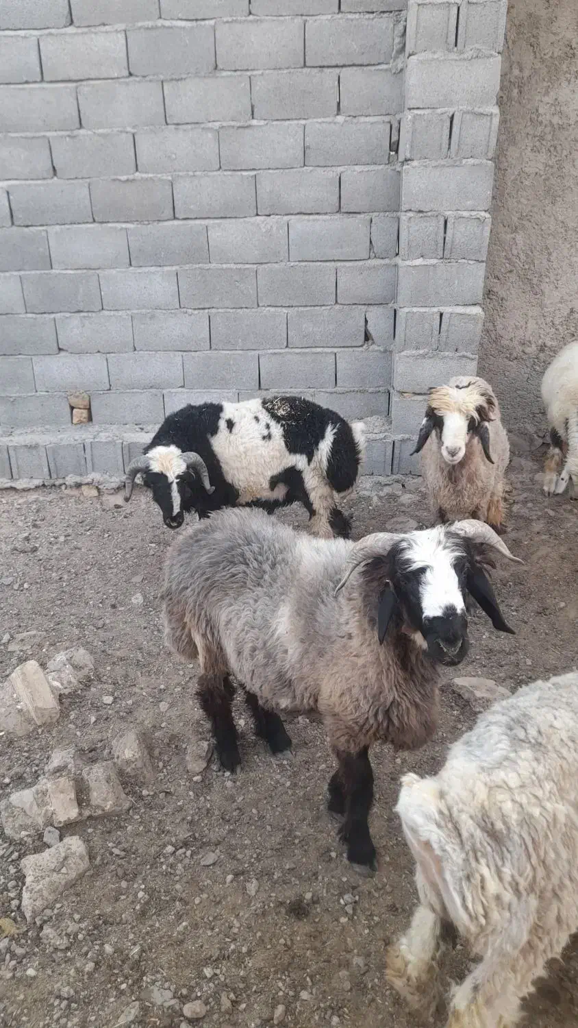 بره چاق|حیوانات مزرعه|مرودشت, شهرک مهدیه|دیوار