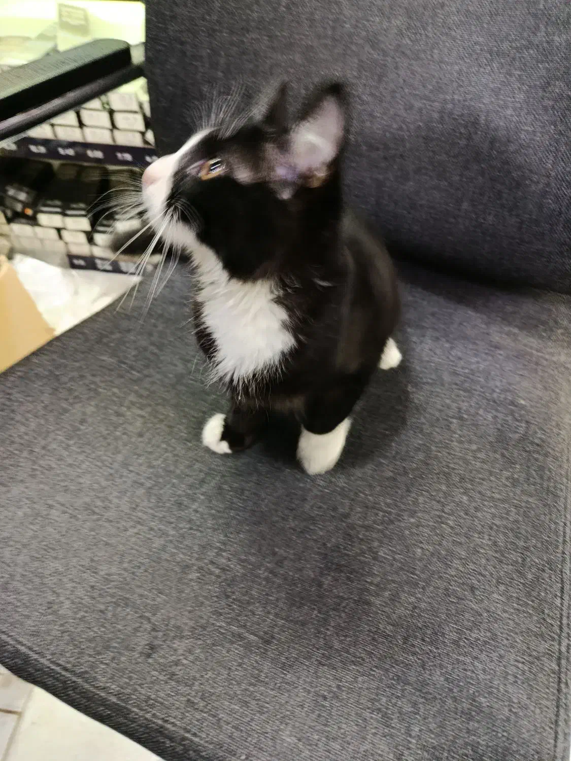 واگذاری بچه گربه|گربه|رباطکریم, رباطکریم|دیوار