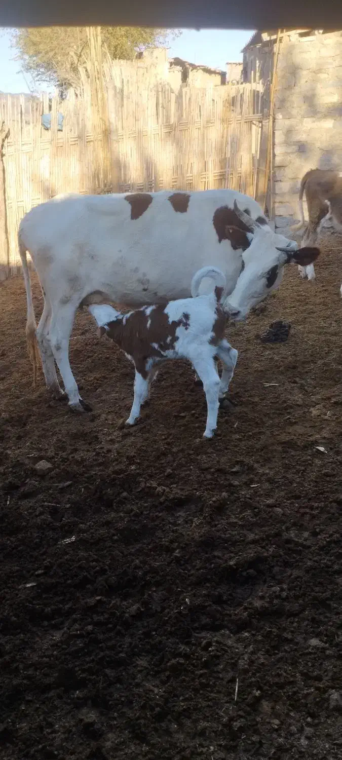 گاو|حیوانات مزرعه|فراغی, |دیوار