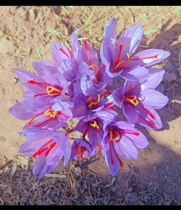 گل زعفران اصل|خوردنی و آشامیدنی|تهران, منیریه|دیوار