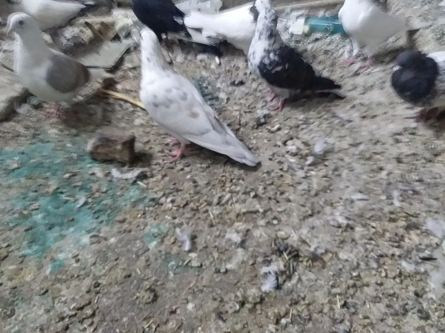 پرشی|پرنده|خرم‌آباد, |دیوار