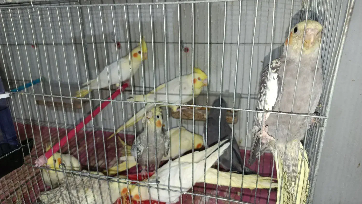 عروس هلندی|پرنده|میاندوآب, |دیوار