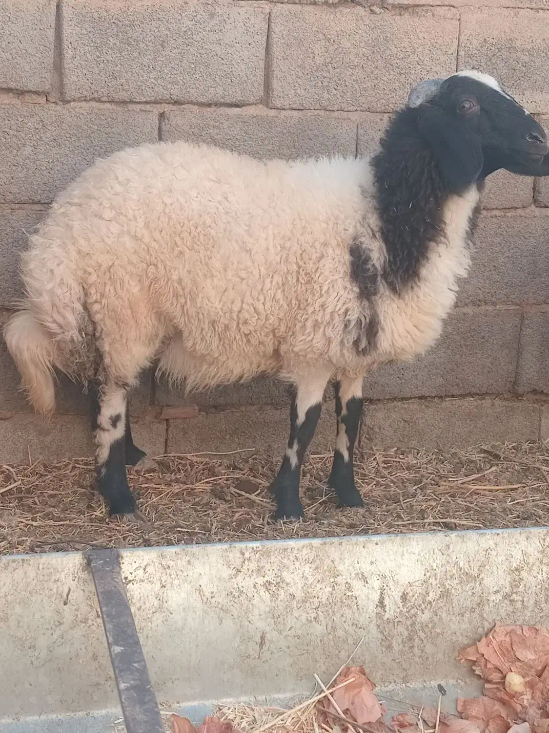 بره نر وماده|حیوانات مزرعه|کرمان, |دیوار