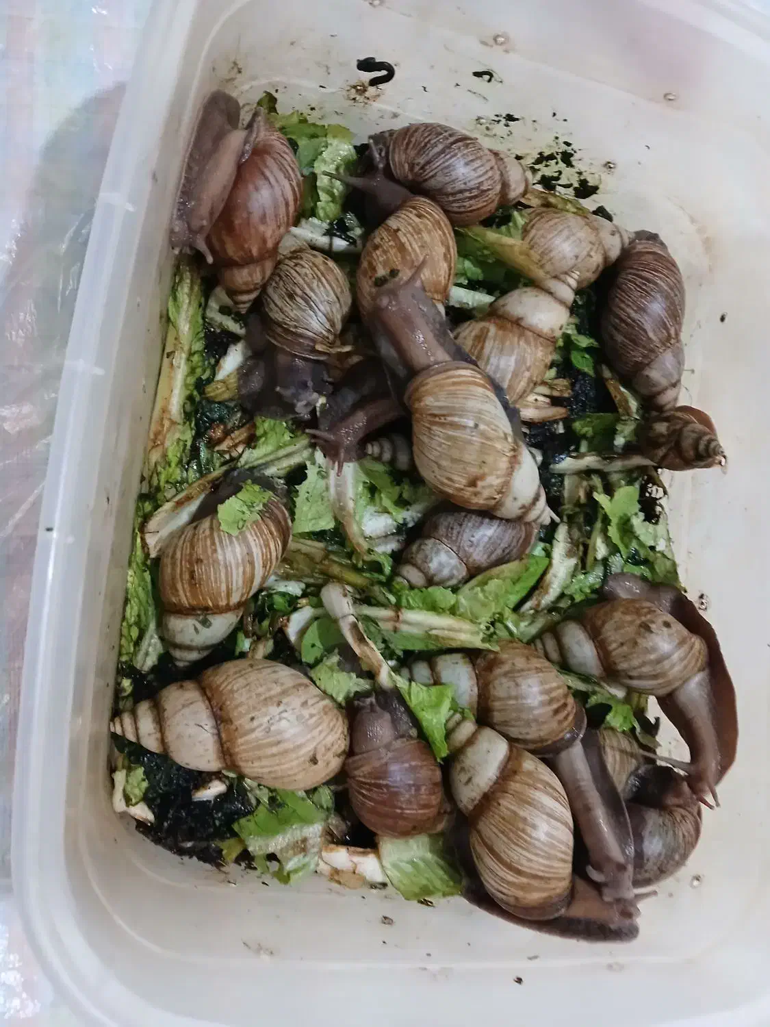 حلزون تراپی|خزنده|تبریز, |دیوار