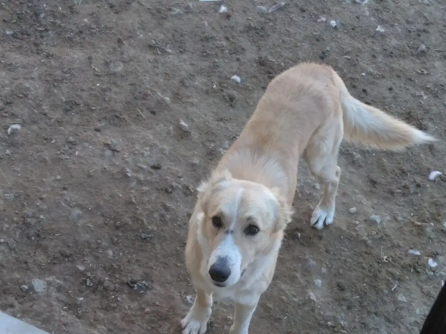 سگ دیاگو|سگ|شیروان (خراسان), |دیوار