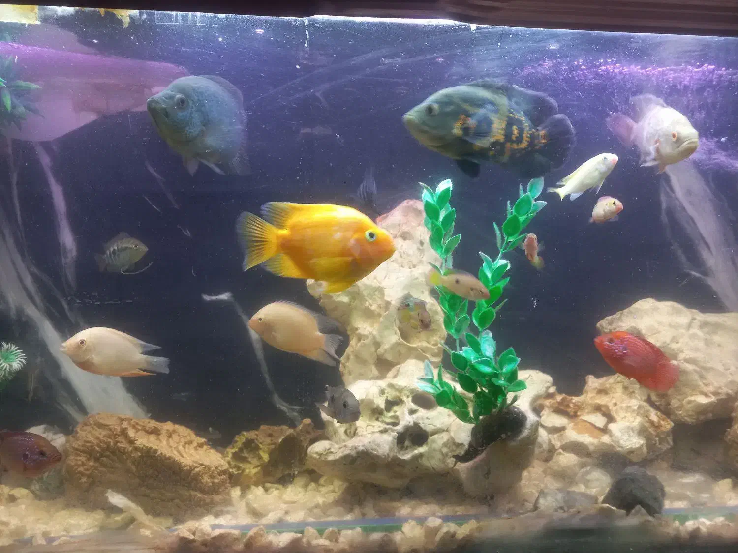 فروش ماهی|ماهی|شیراز, شهرک ولیعصر|دیوار