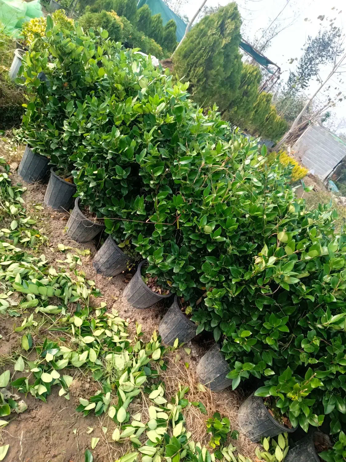 یاس هلندی سایز درشت پر|گل و گیاه طبیعی|رشت, پیرکلاچای|دیوار