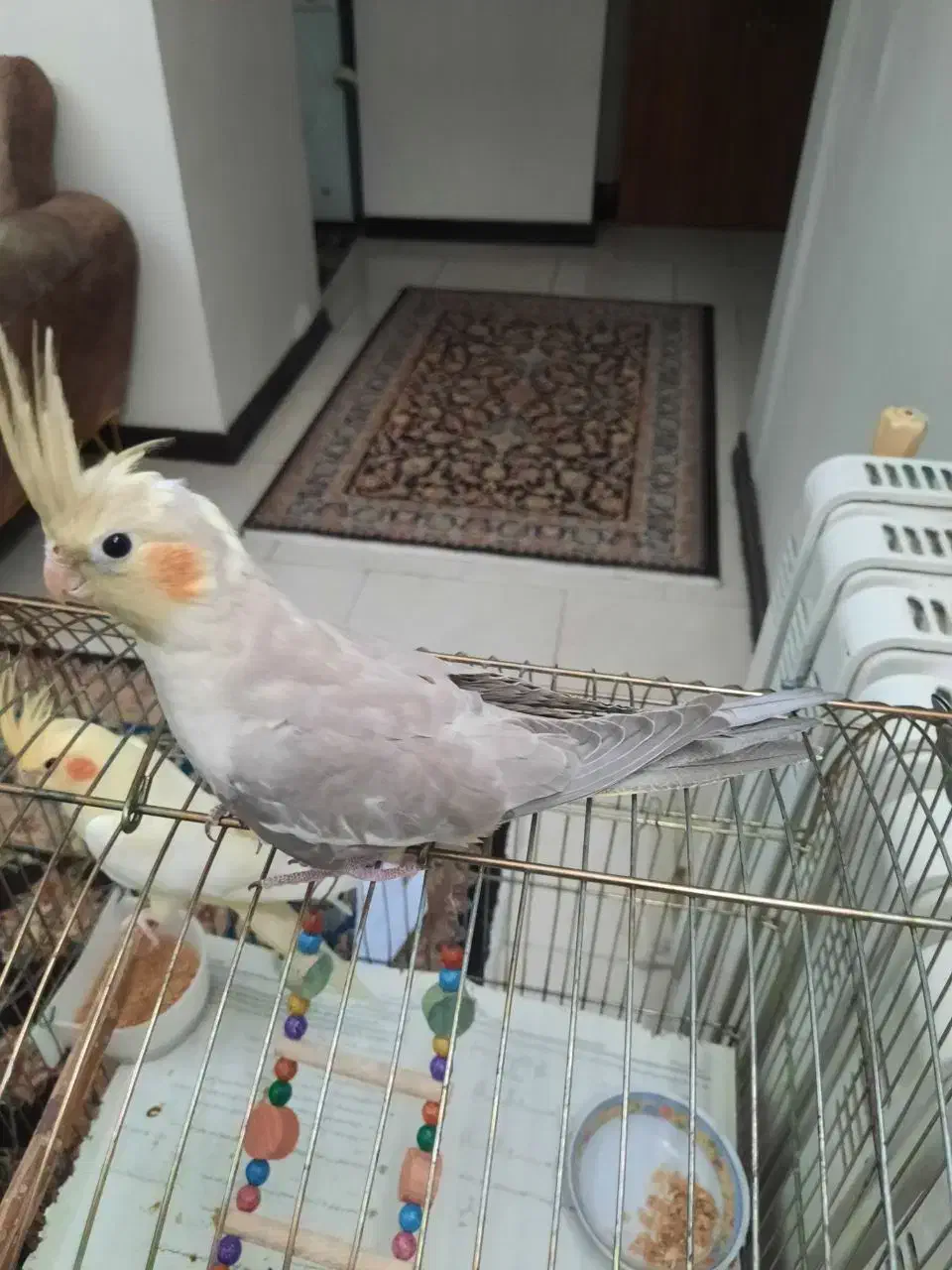 عروس هلندی نر جوان آماده|پرنده|پردیس, فاز ۳|دیوار