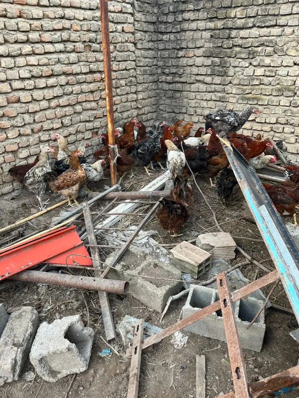 مرغ وخروس|پرنده|مینودشت, |دیوار