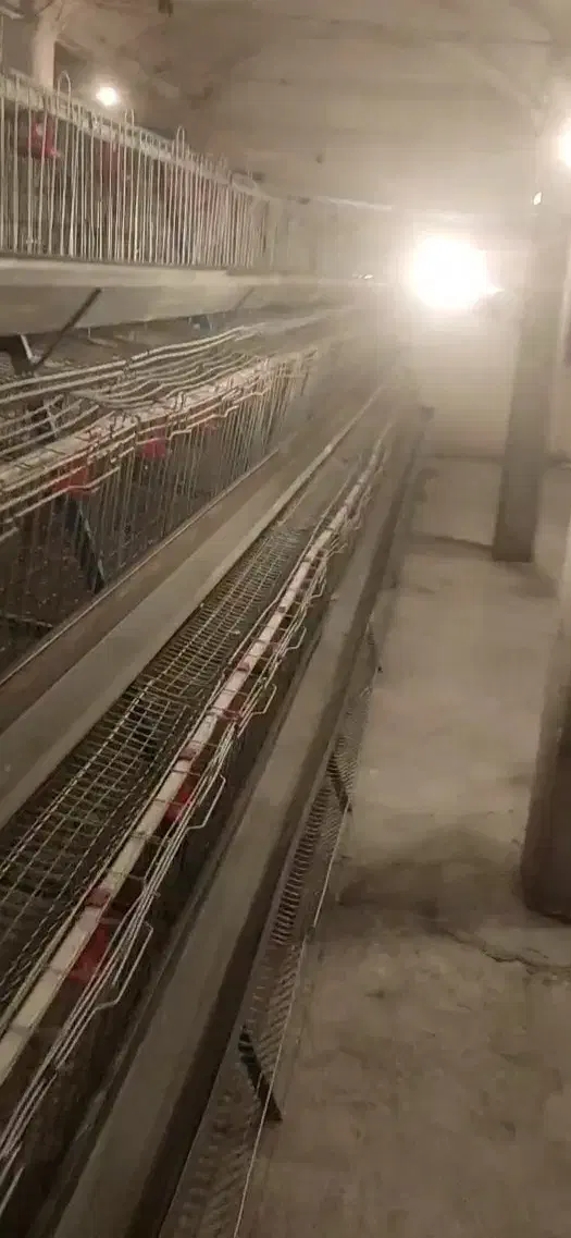 قفس مرغ تخم گذار|لوازم جانبی حیوانات|ابریشم, |دیوار