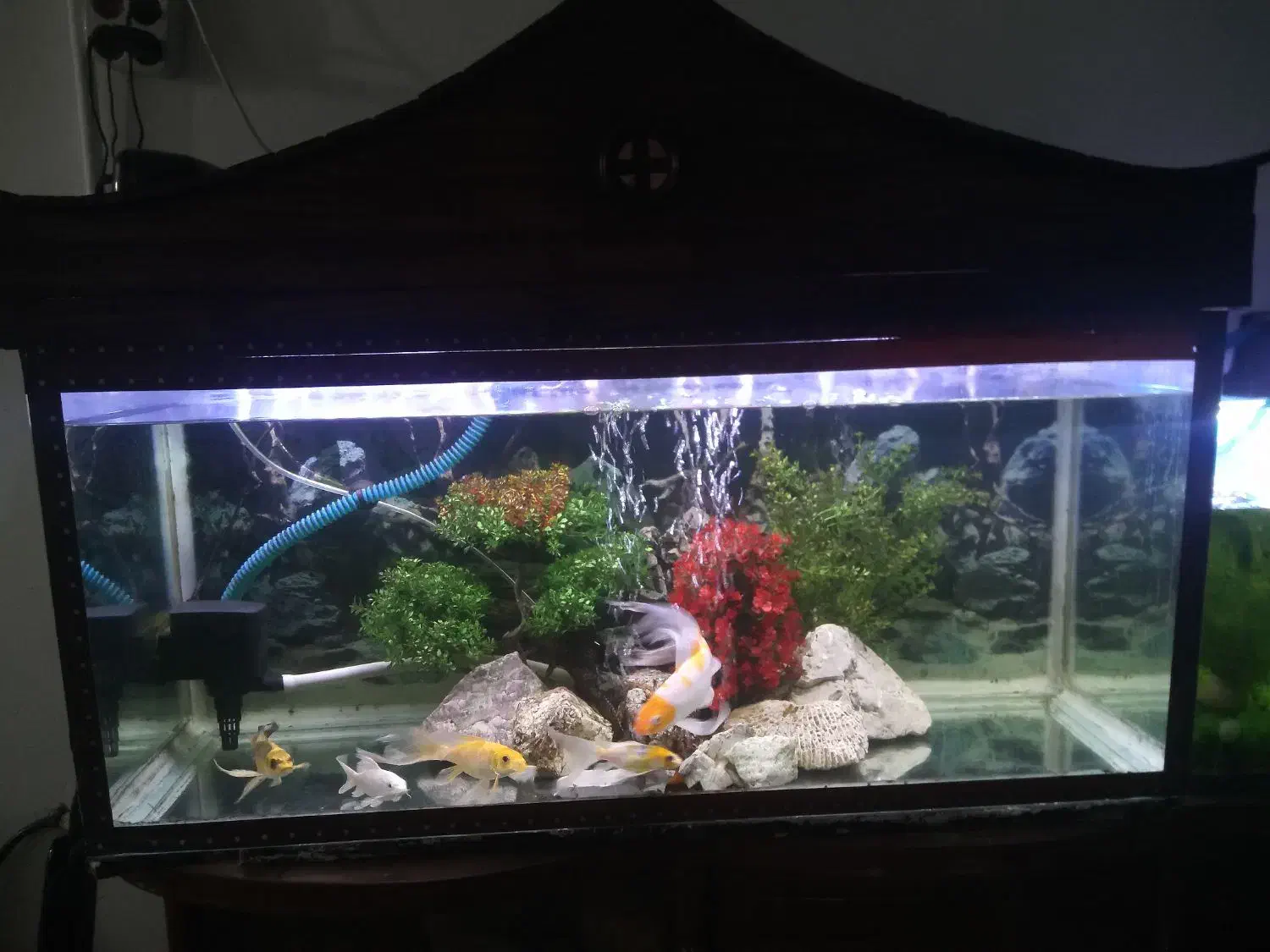 آکواریوم کامل با همه ای تجهیزات|ماهی|خمینیشهر, |دیوار