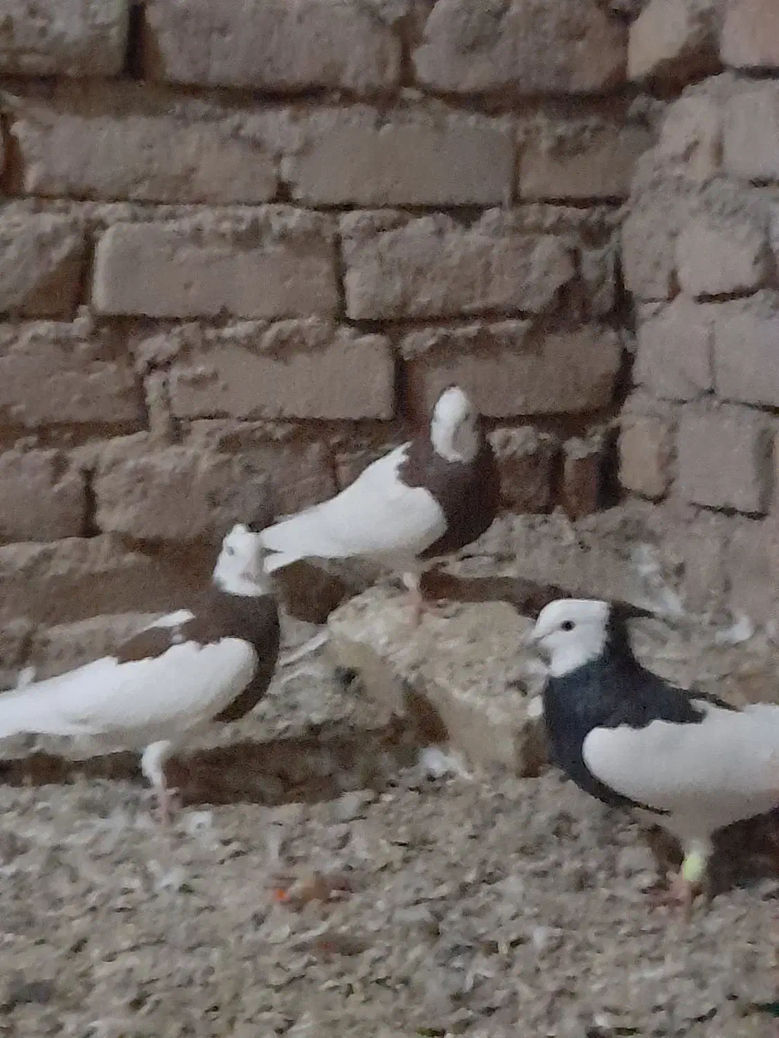 کبوتر|پرنده|دشتابی, |دیوار