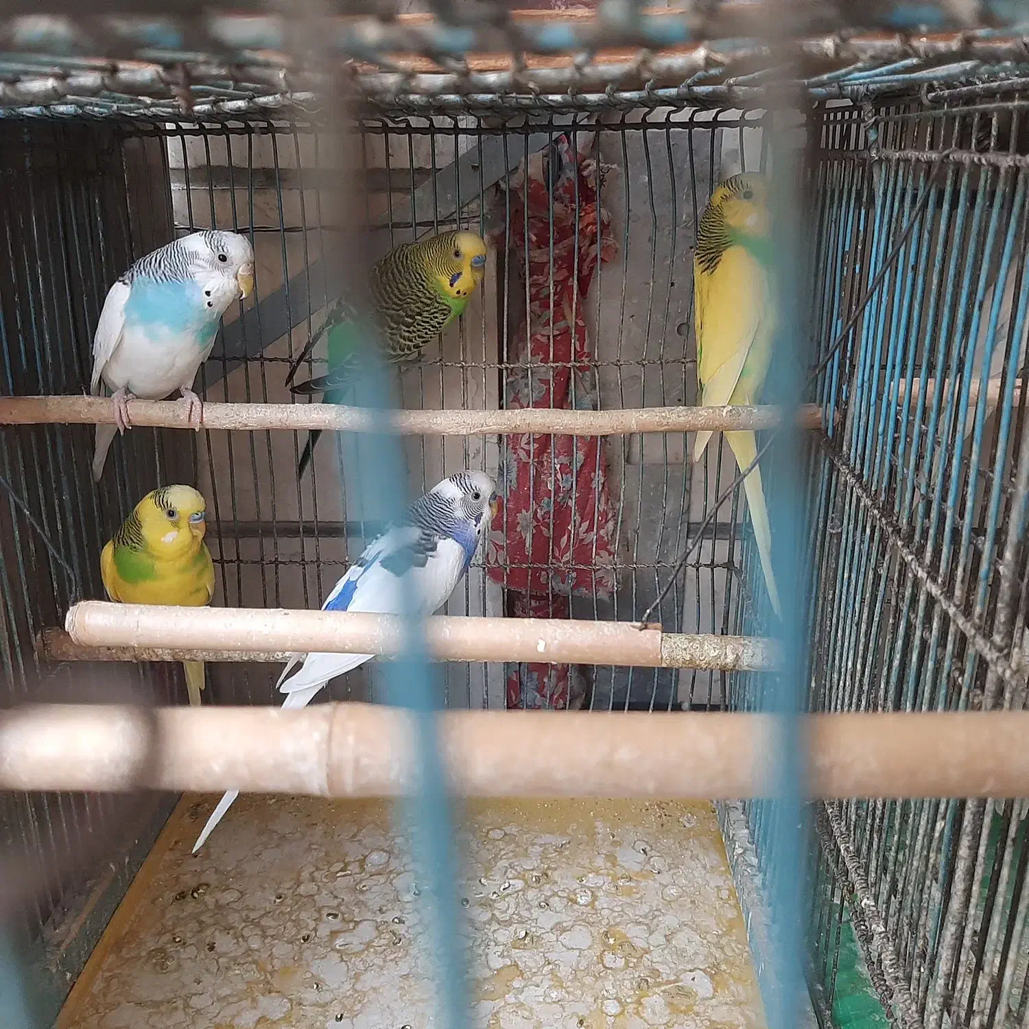 یک جفت مرغ عشق|پرنده|تهران, خانیآباد|دیوار