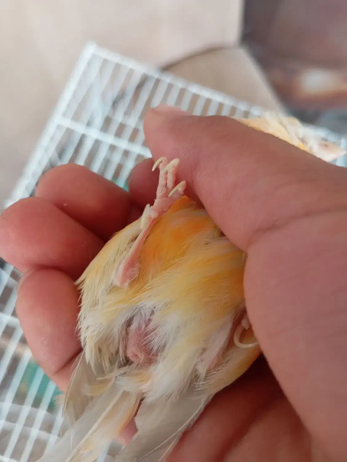 ماده قناری اماده|پرنده|باوی, |دیوار