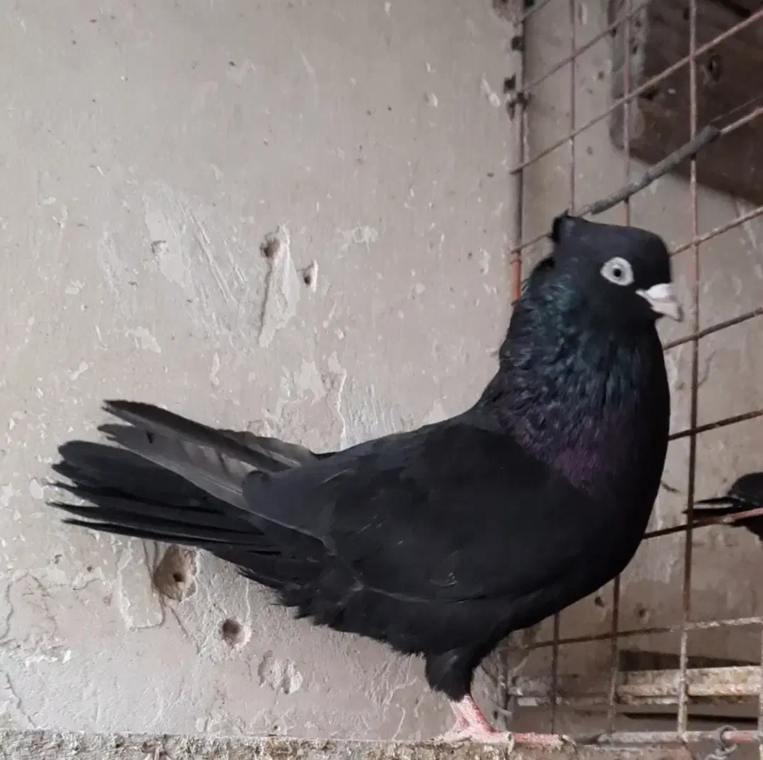 زاغ آبادانی|پرنده|شاهینشهر, شهرک مطهری|دیوار