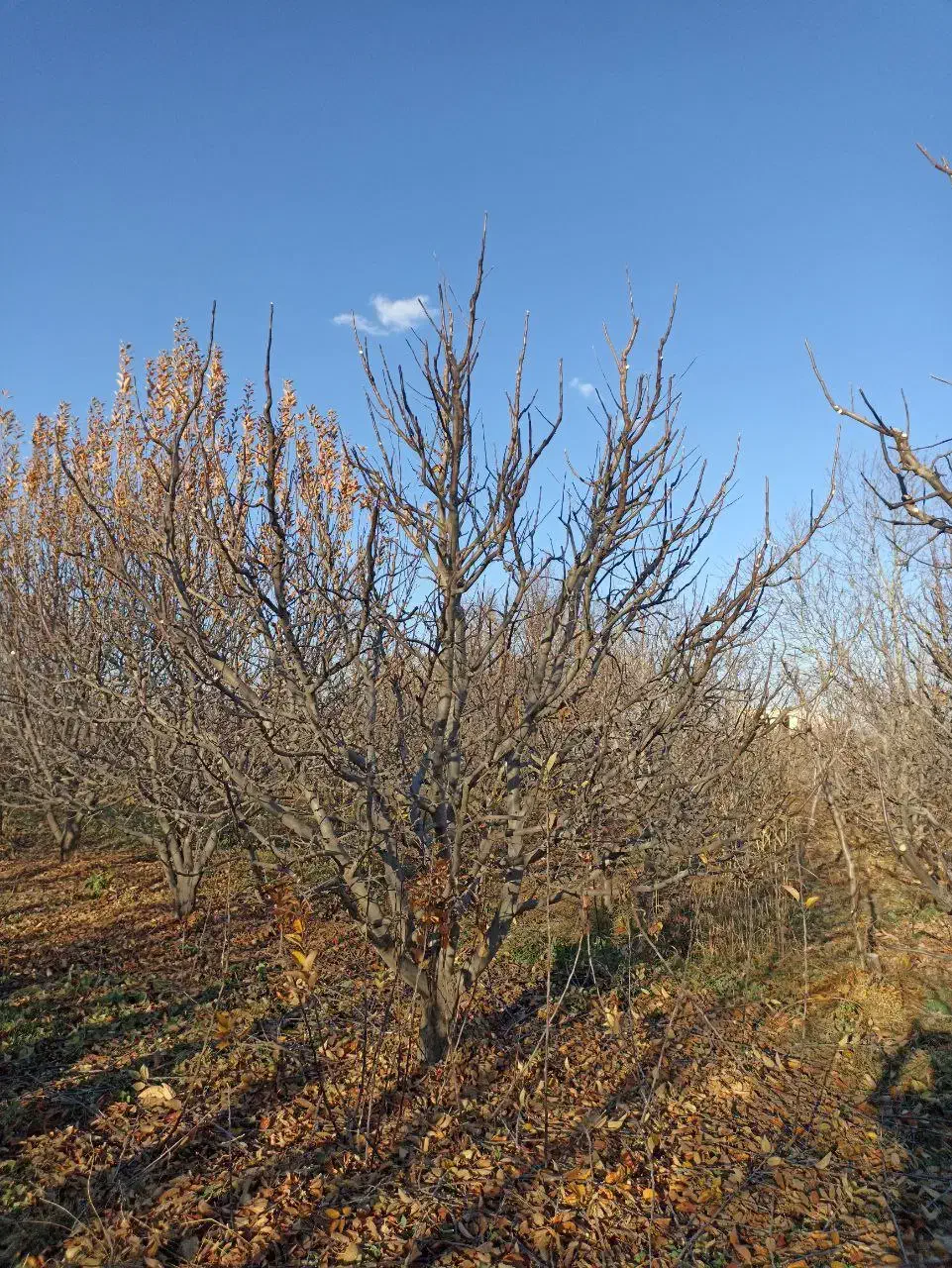 هرس|خدمات باغبانی و درختکاری|ارومیه, |دیوار