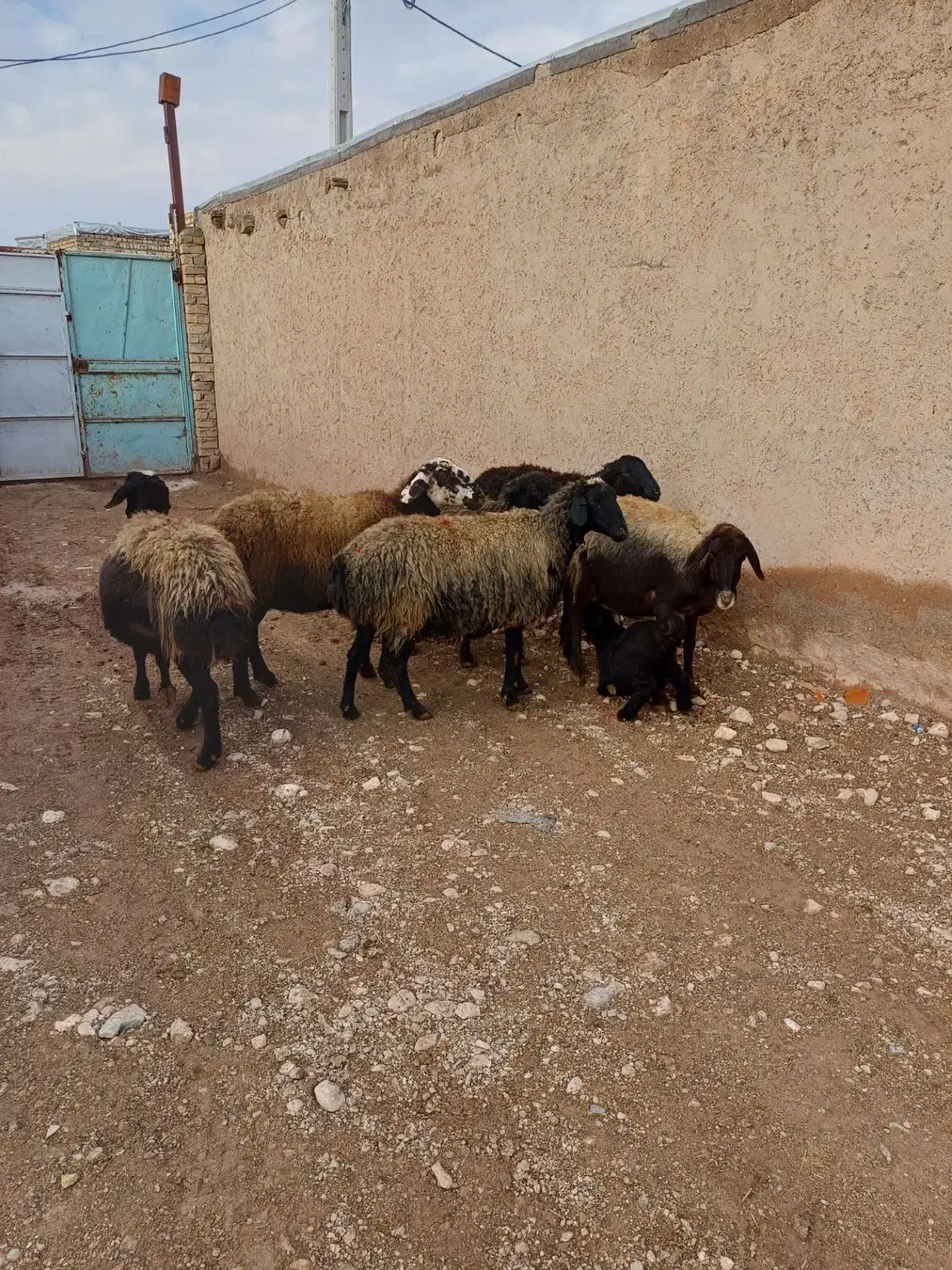 6راس میش جوان شالی آبستن یکیش زاییده|حیوانات مزرعه|قیدار, |دیوار